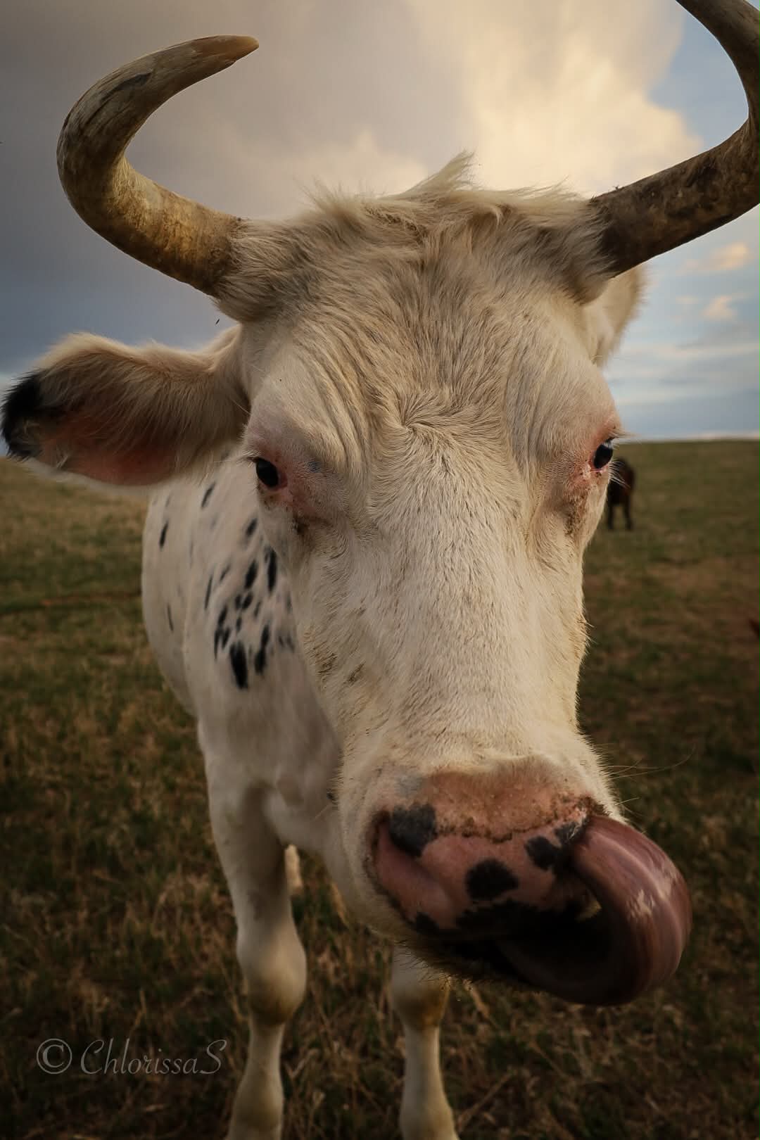 A spotted white longhorn cow sticks its tongue out at the camera in the pasture